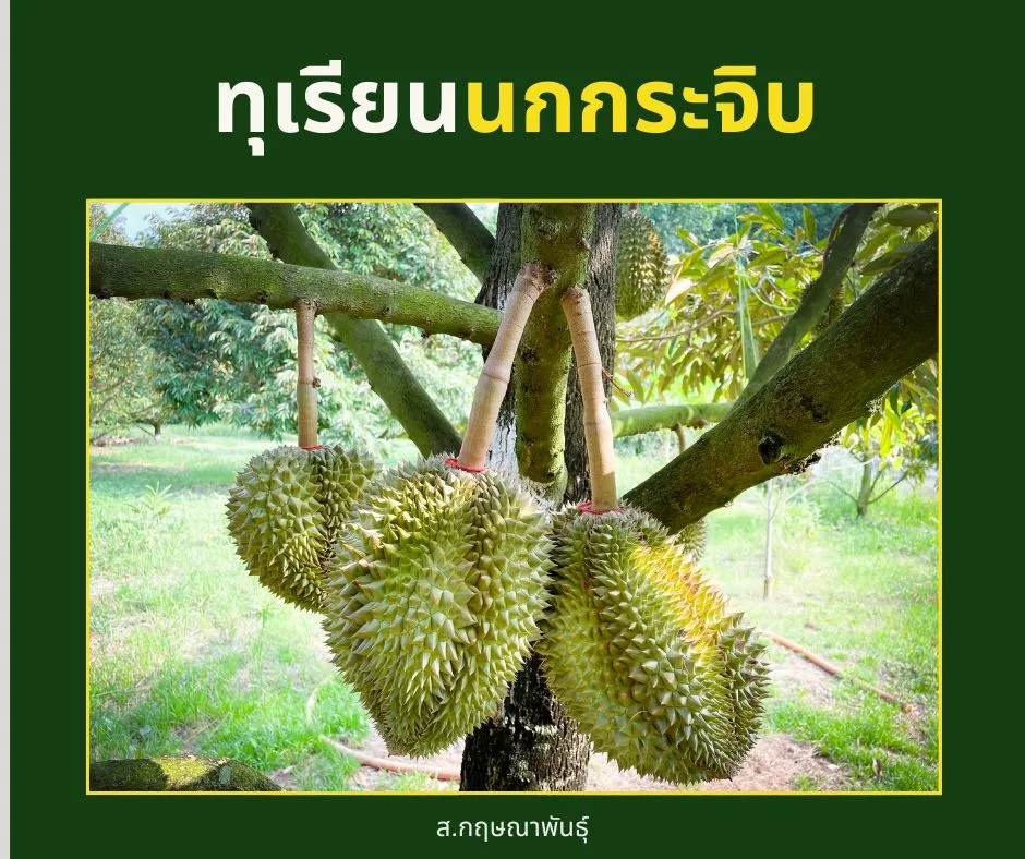 ต้นพันธุ์ทุเรียนนกกระจิบ