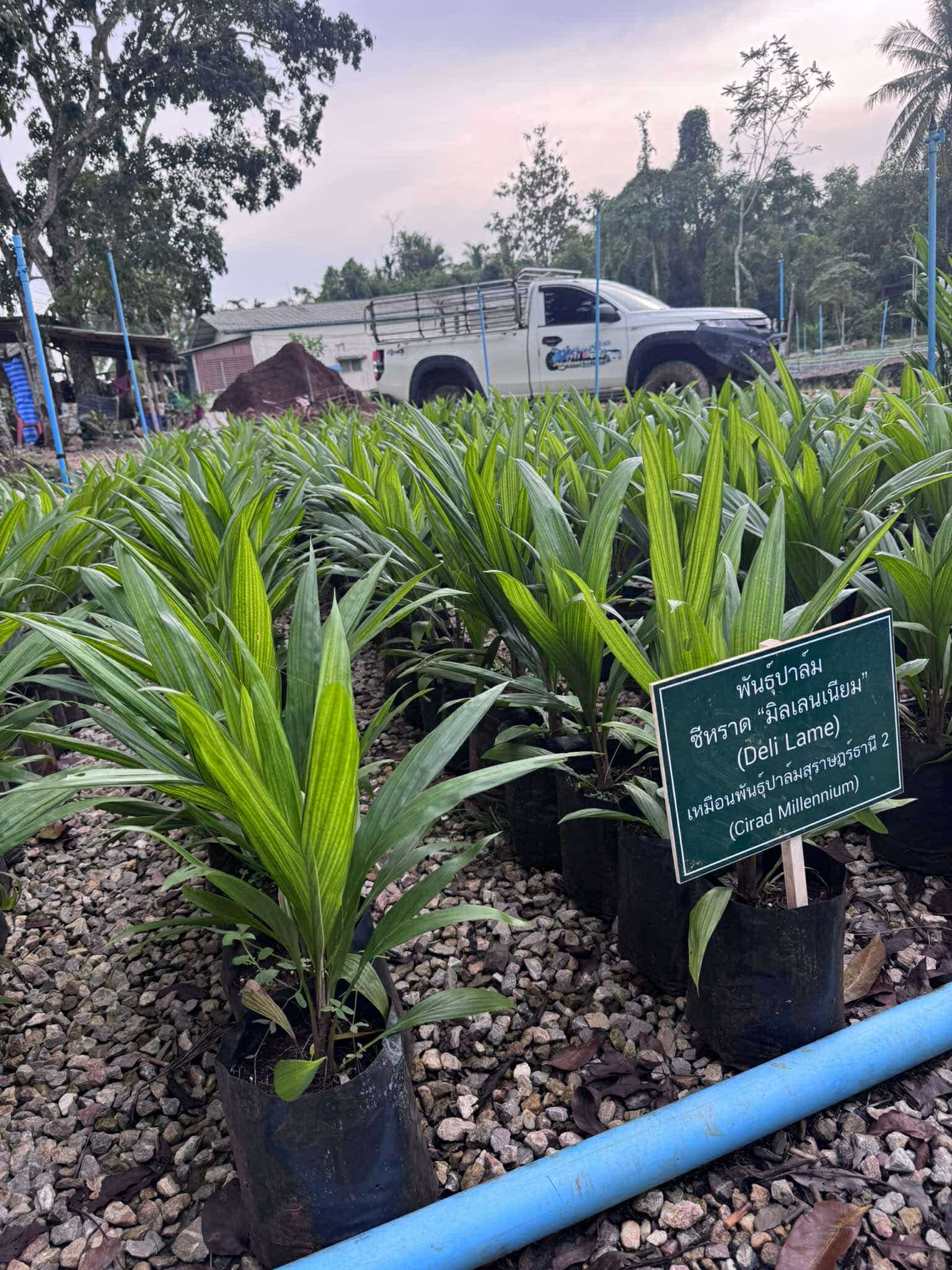 ต้นพันธุ์ปาล์ม ซีหราด - Image 2