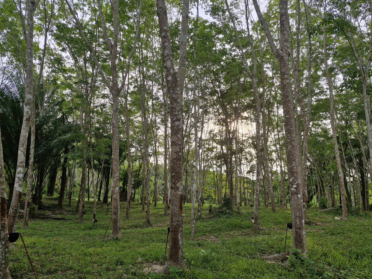 บรรยากาศสวนยางพารา